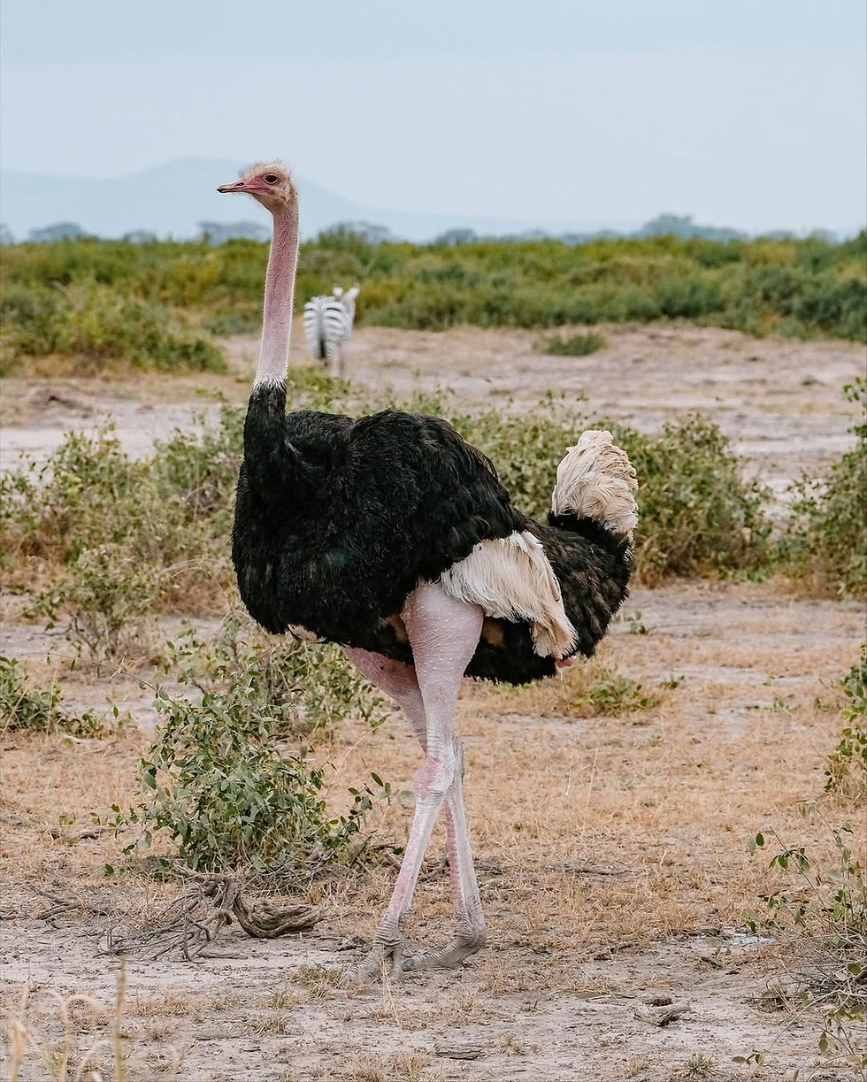 Amboseli trails birdwatching Ostrich