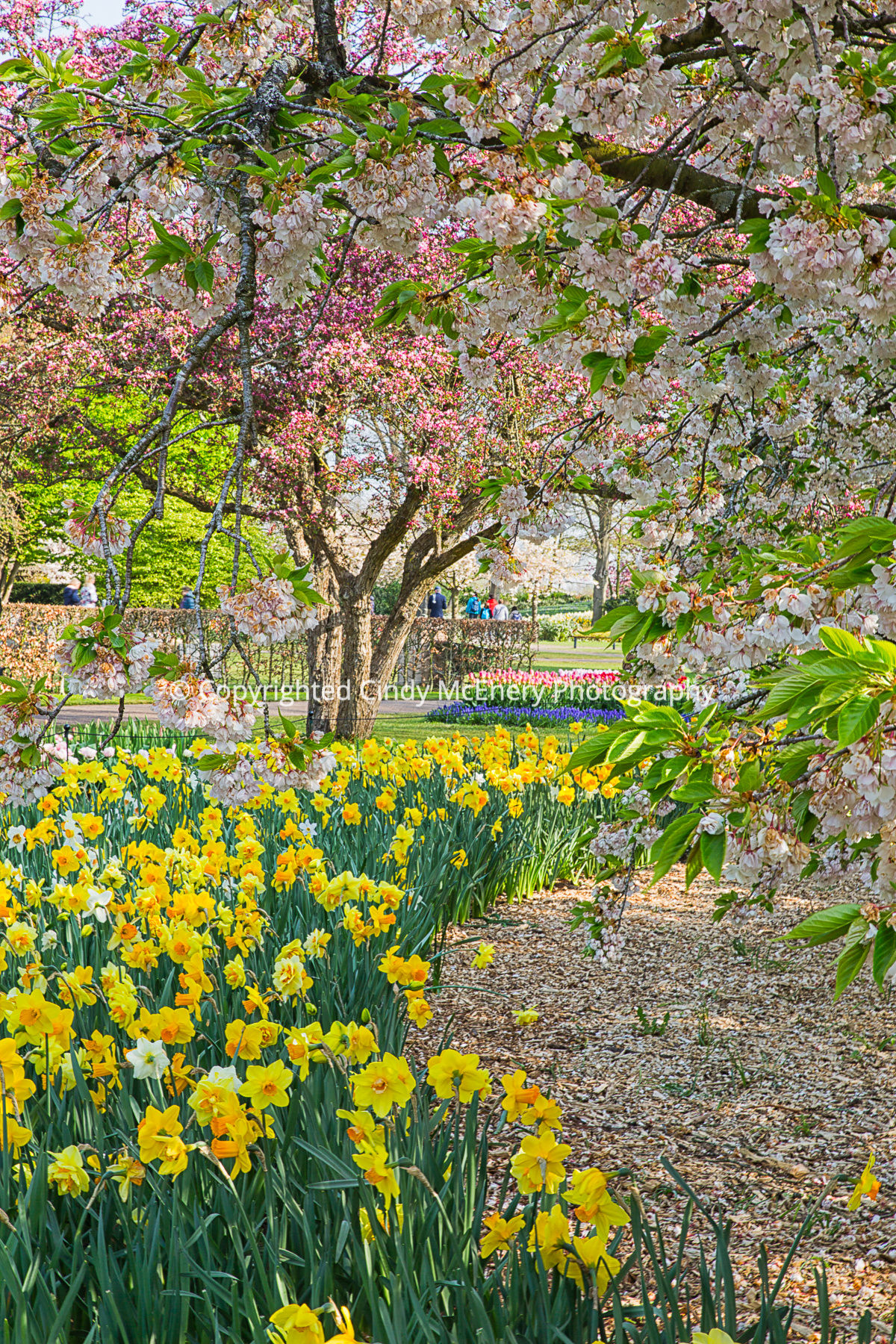 Keukenhof Gardens #2