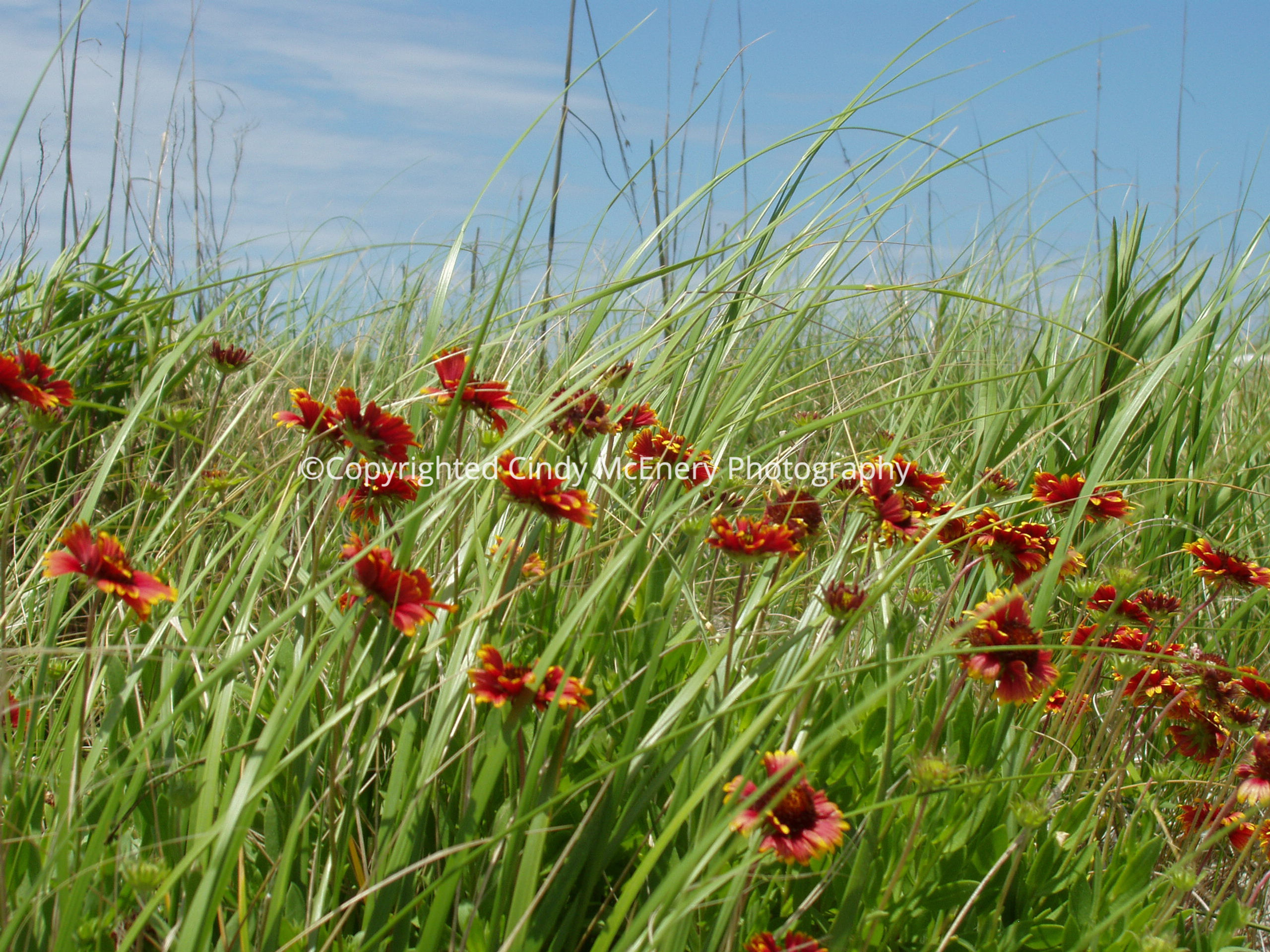 Manteo Flowers