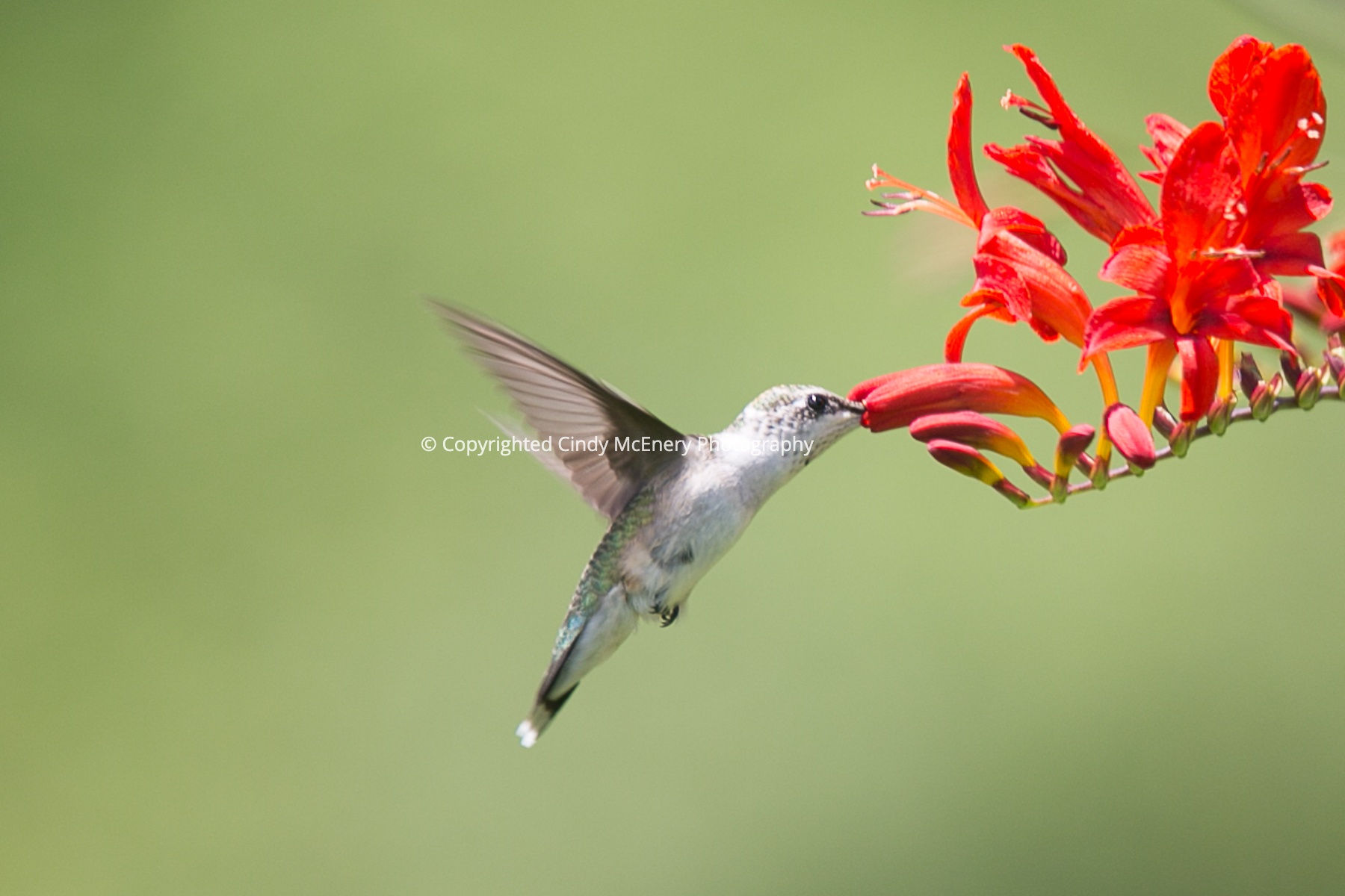 Hummingbird #17