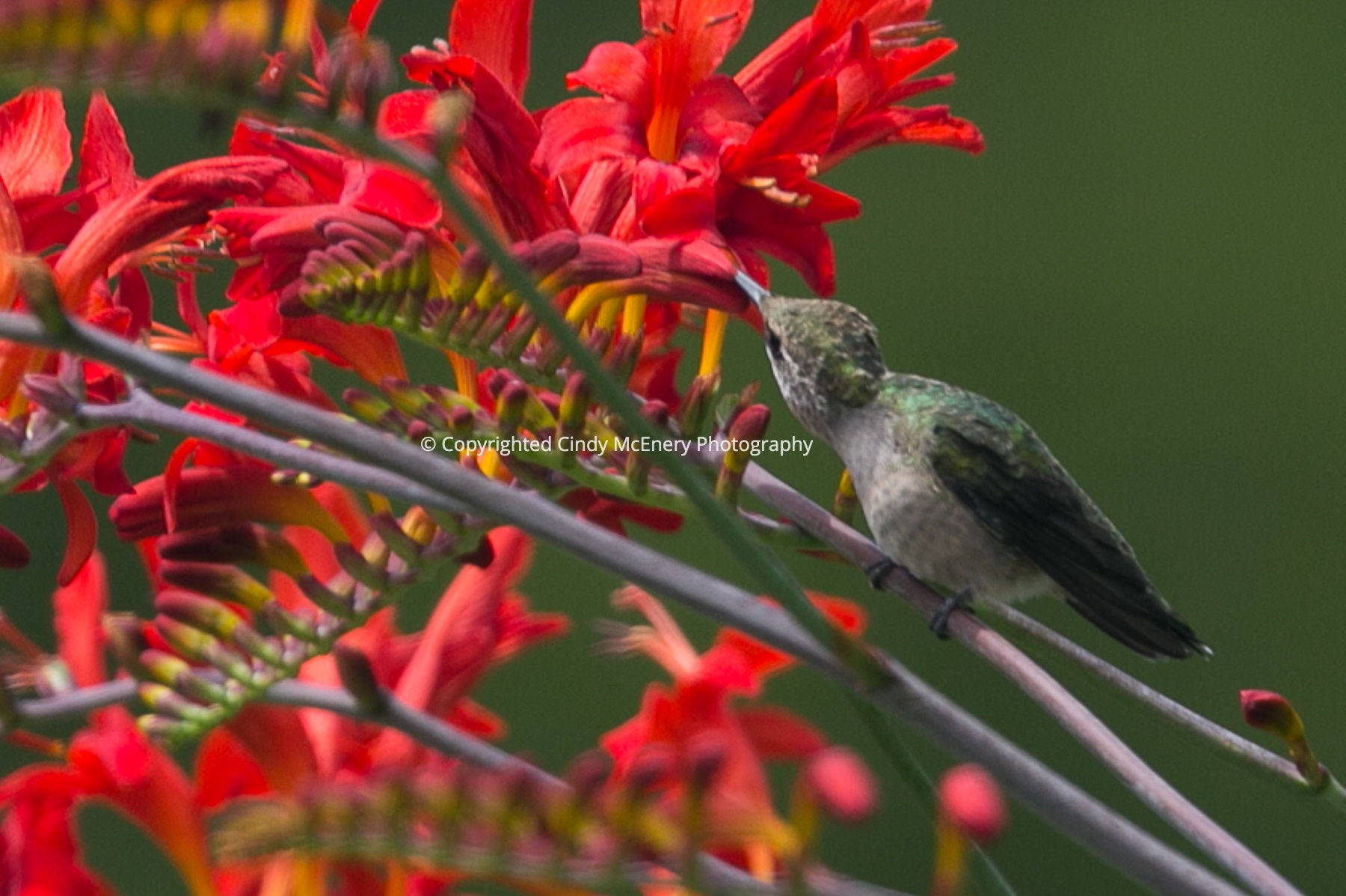 Hummingbird #20