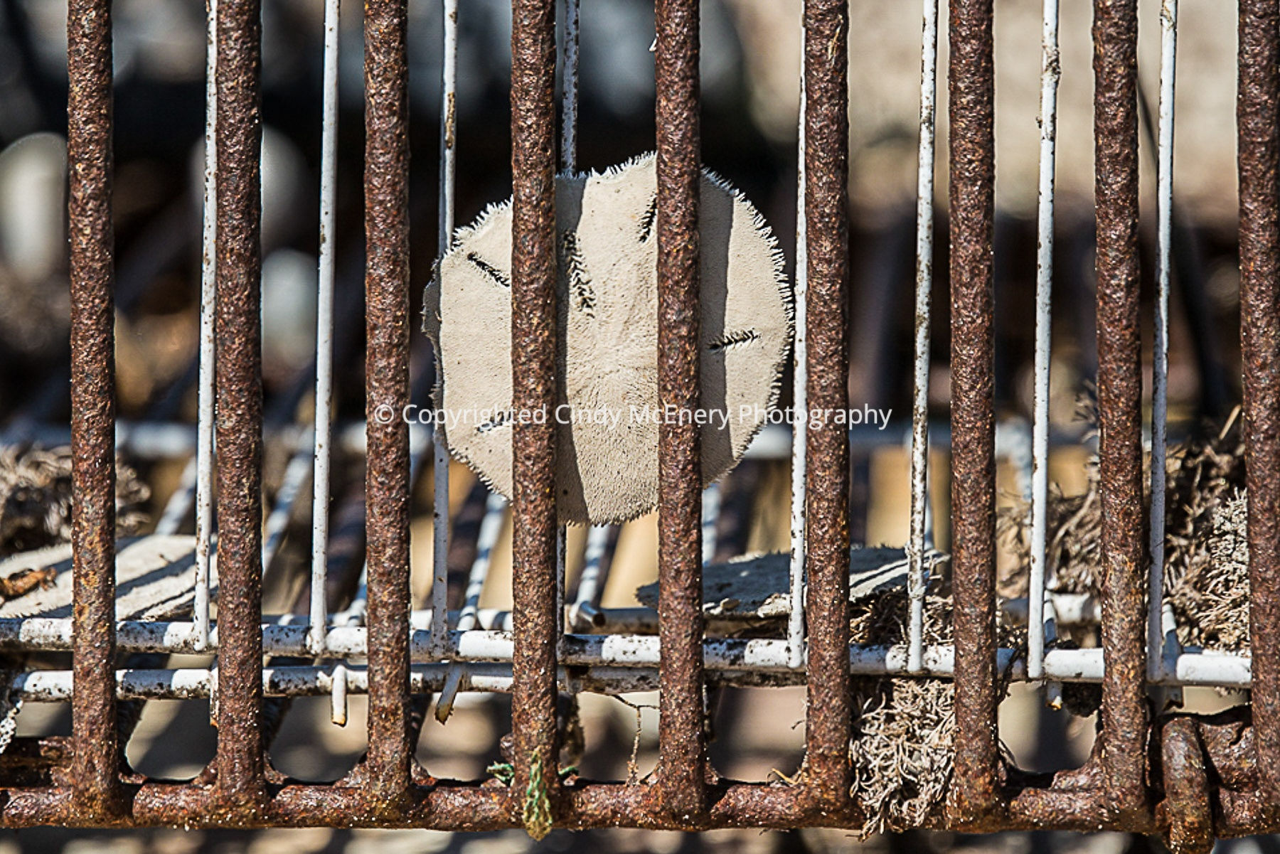 Dollar Catch of the Day