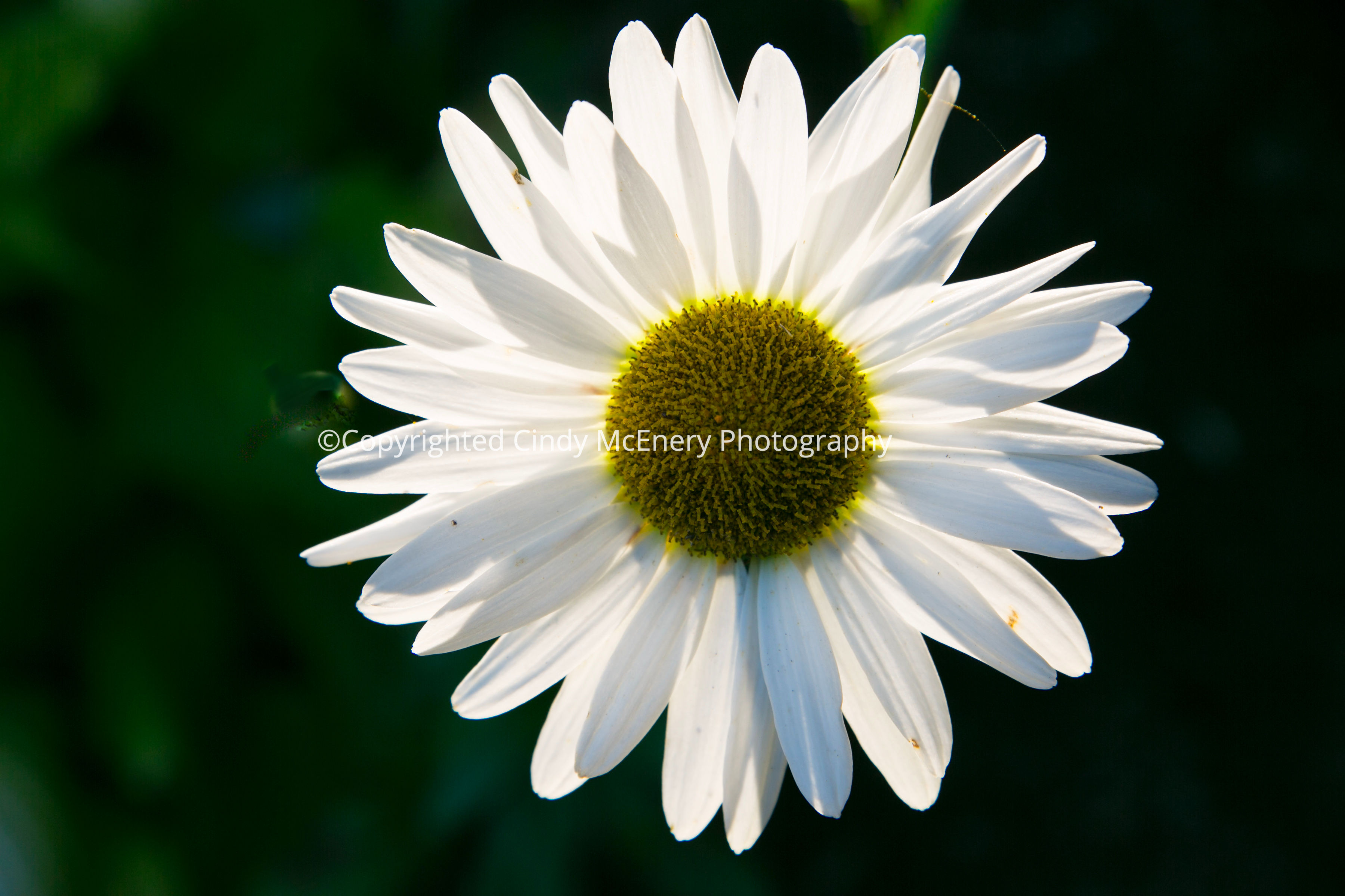 Daisies #6