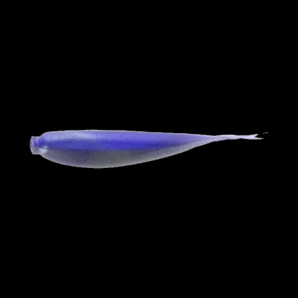 Brush Zipper in Midnight Shad color lure