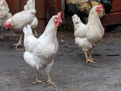 aves de traspatio