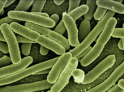 bacterias intestinales