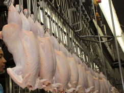 Consumo de pollo: ‘ranking’ latinoamericano en 2025