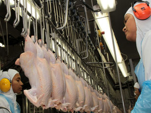 Brasil mantiene un ritmo positivo en exportaciones de pollo