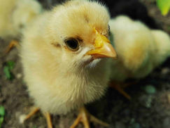 Con bienestar animal aumenta la productividad avícola