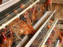 Gallinas con alimento, fibra insoluble
