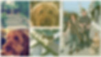 Clark Gregg, Jennifer with their dogs