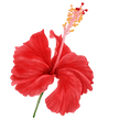 red-hibiscus-flowers-blooming-front-view-watercolor-free-png.png