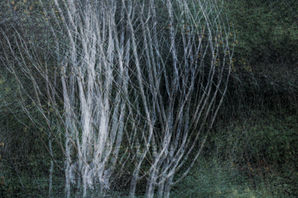 Mulitple exposure techniques used to create stark and striking etching like shapes and forms.