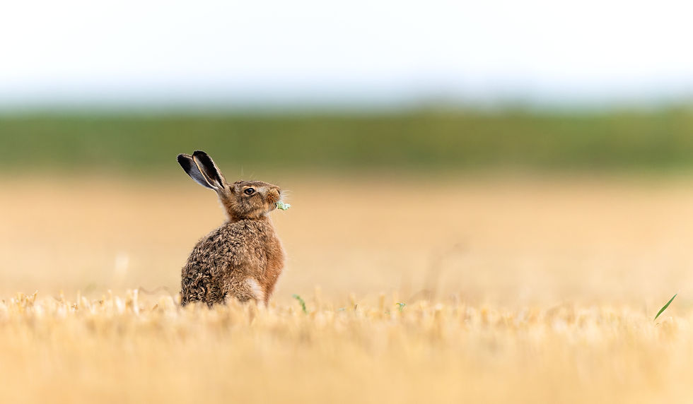 Hare-(1-of-1).jpg