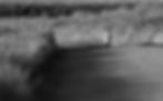 Hare_bnw-4724.jpg
