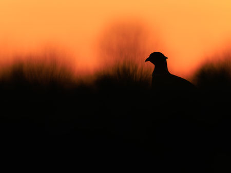 A pheasant pops it's head up and is silhouetted by the setting sun in a field in Norfolk, England.