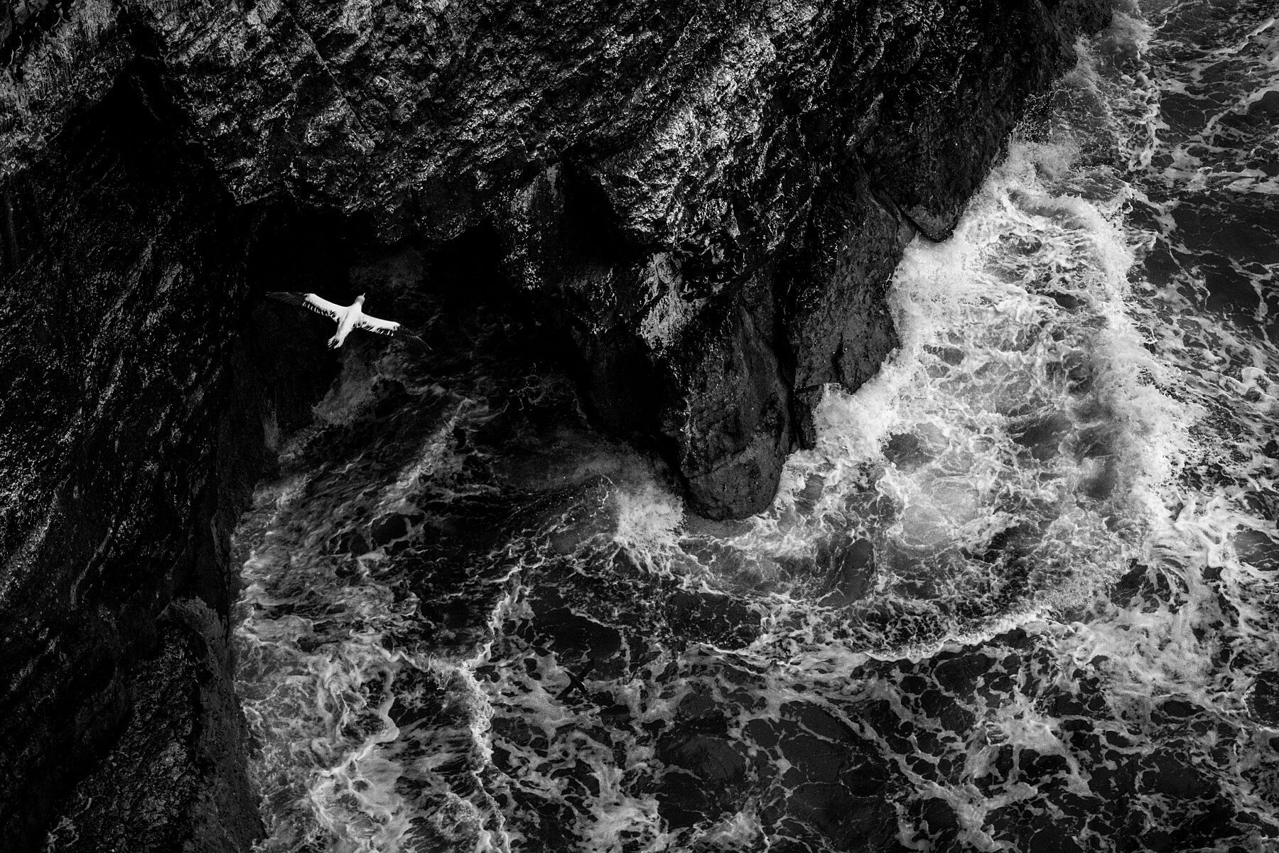 A northern gannet glides effortlessly along the dramtatic cliffs of the Yorkshire coastline, above the wild waves of the sea.