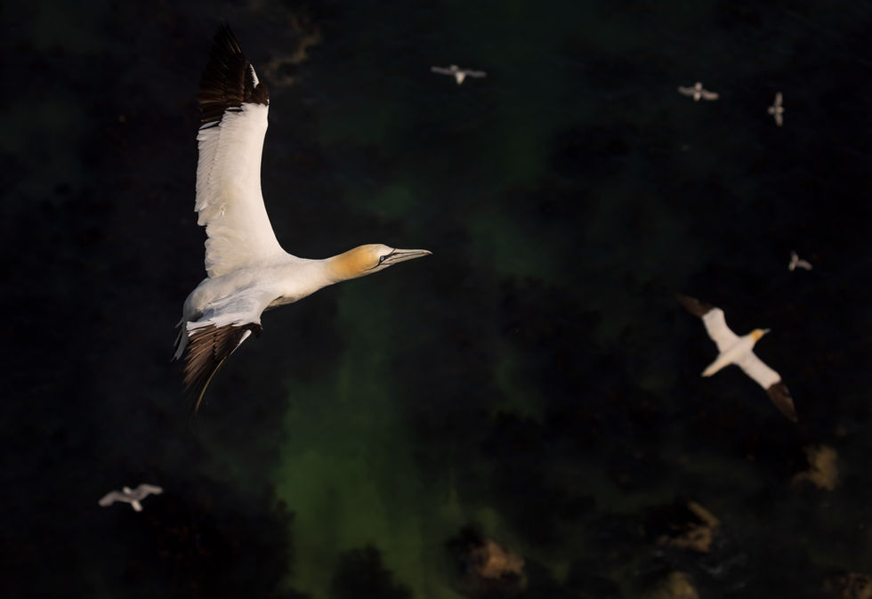 A high-angle photograph of a Northern Gannet soaring in full flight, its large wingspan and black-tipped wings fully extended. Below, several other gannets glide over a deep, dark green ocean with rocky reef details visible beneath the water.