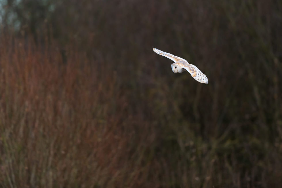 A stunning barn owl flies throught the fenland trees at Redgrave and Lopham Fen in Suffolk, England.