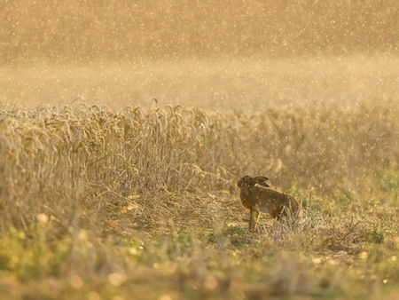 A brown hare caught in a midsummer rain shower amidst a field of wheat. Norfolk, England.