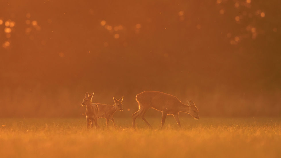 A young roe deer family ventures out in the cool of a Britsh summer evening.