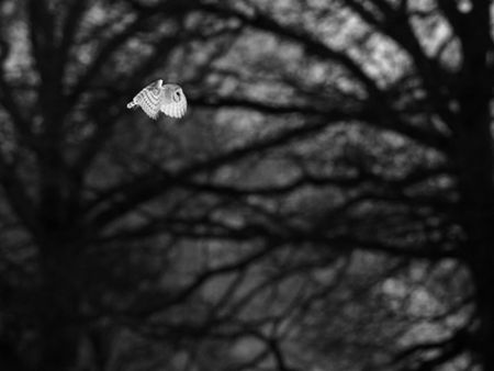 A stunning barn owl flies throught the fenland trees at Redgrave and Lopham Fen in Suffolk, England.