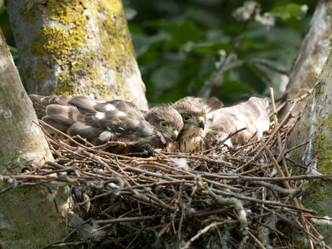 Let Sleeping Hawks Lie