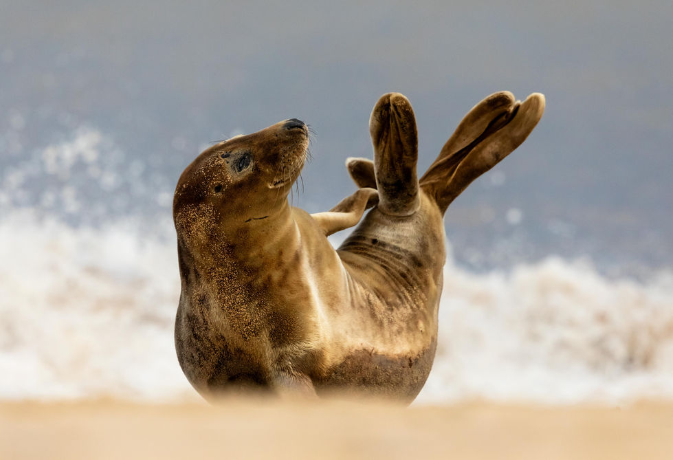 A stretching grey seal on the coast of Norfolk at Waxham Sands.