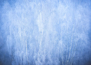 A now rare hoar frost on willow trees at Wortham Ling on the Norfolk and Suffolk border.