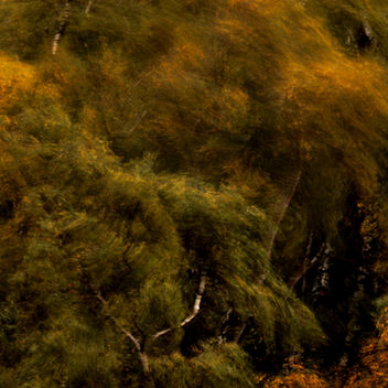 The wind, combined with a slow shutter speed, creates swirling amorphous shpes of colour and tone like a painting by Rembrandt.