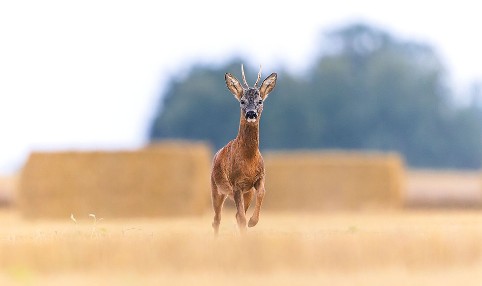 A male roe deer in a Norfolk field with its distinctive black nose, raising its leg ready to stamp the ground as a warning.