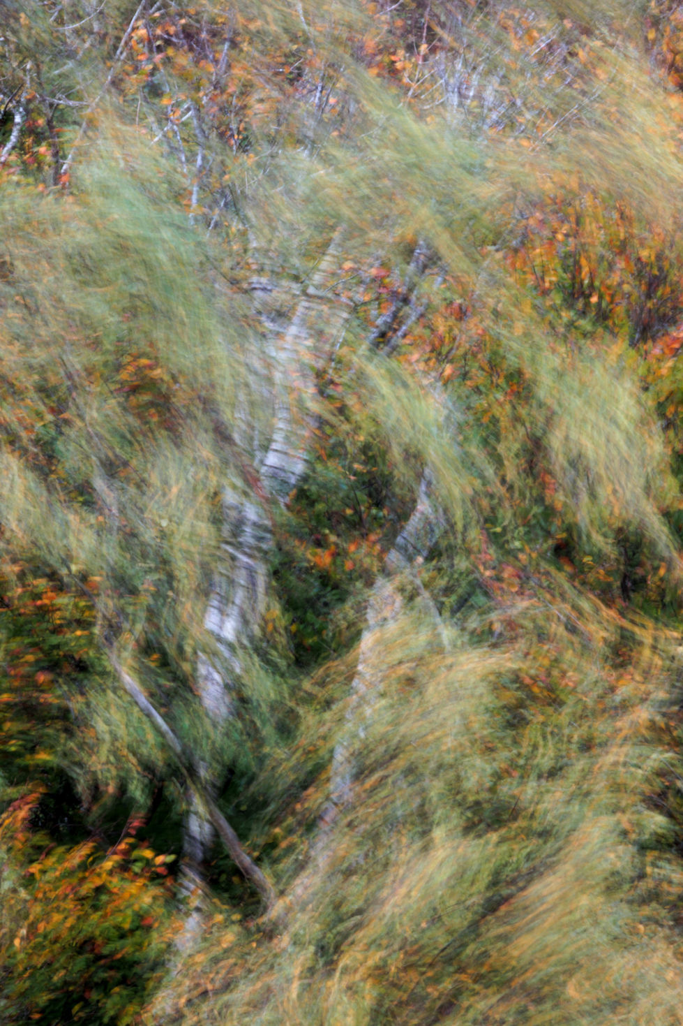 A vertical abstract fine art photograph from near Crickhowell, Wales. Slow shutter speed and deliberate camera movement create a dynamic, painterly sweep of green, silver birch bark, and warm orange and yellow autumn leaves, capturing a sense of wind and energy on the hillside.