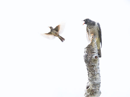 A huge juvenile cuckoo with its parent bird, a diminutive meadow pipit.