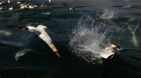 Northern gannets dramatically dive into the water to catch fish.