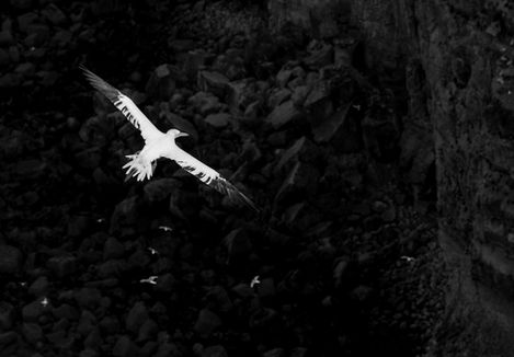 A gannet glides over the sea at RSPB Bempton cliffs nature reserve in East Yorkshire, England.