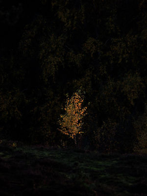 If you look closely, you will spot a single guillemot as it flies over the turbulent surf of the north sea as it crashes against the cliffs at RSPB Bempton Cliffs in Yorkshire.