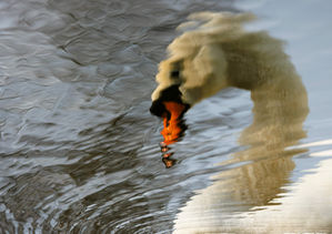 The reflection of an adult mute swan on the moat at Baconsthorpe Castle near Holt in North Norfolk.
