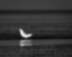 Little_egret_bw-4398.jpg