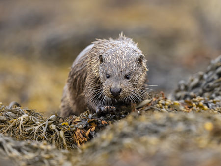 A European otter clambers ever closer on a bed of seaweed at low tide along the coast of the Island of Mull, Outer Hebrides, Scotland.