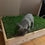Thumbnail: Kit de Inicio Pet Grass - Tamaño "S" + Malla