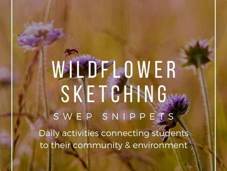 Wildflower Sketching