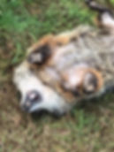 image1.jpeg
