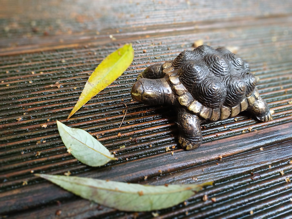 Thumbnail: Landschildpad