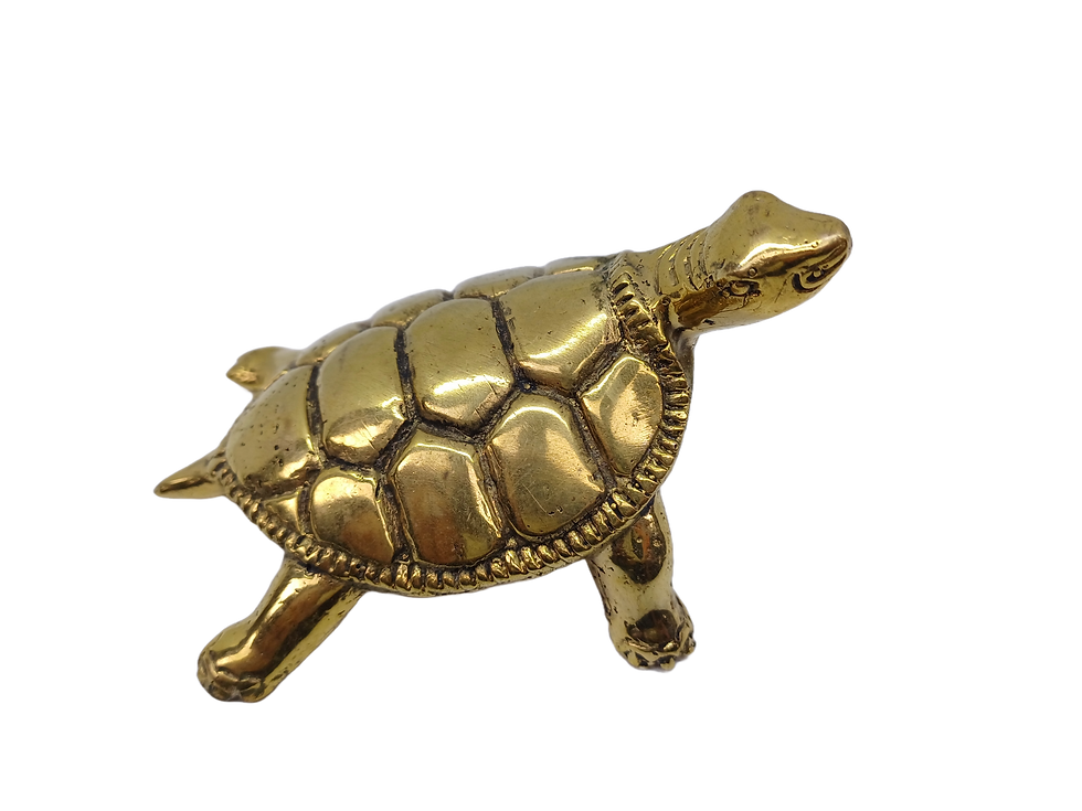 Miniatura: tortuga