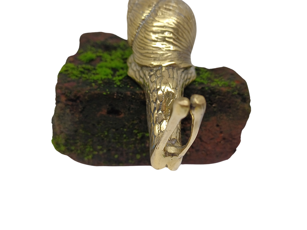 Thumbnail: Snail