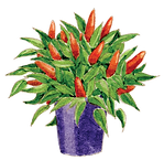 chili.png