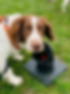 Scent Detection for Pet Dogs