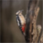 WOODPECKER by John Borrow