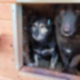 Dog Care Package