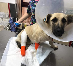 flead wormed (1).jpg